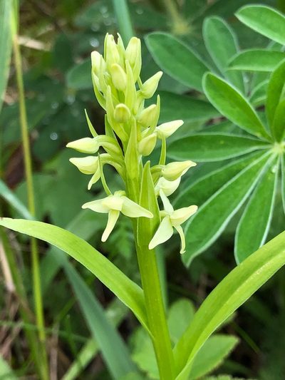 Platanthera convallariifolia, photographed by Jason Grant