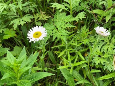 Erigeron peregrinus, photographed by Jason Grant