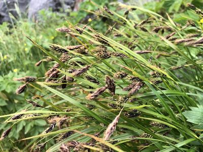 Carex macrochaeta, photographed by Jason Grant