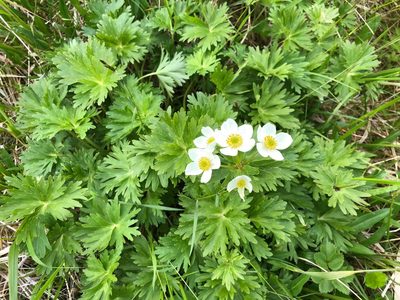 Anemonastrum villosissimum, photographed by Jason Grant