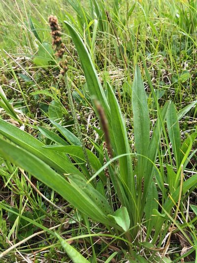 Plantago macrocarpa, photographed by Jason Grant