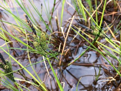 Carex lenticularis, photographed by Jason Grant