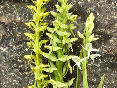 Platanthera convallariifolia, photographed by Jason Grant