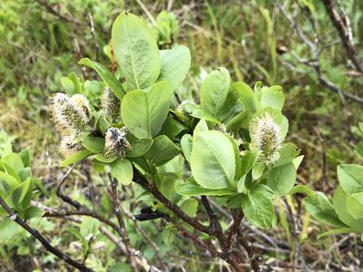Salix barclayi, photographed by Jason Grant