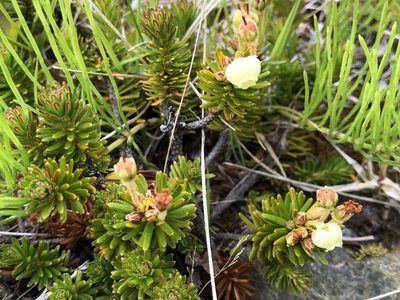 Phyllodoce aleutica, photographed by Jason Grant