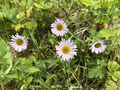 Erigeron peregrinus, photographed by Jason Grant
