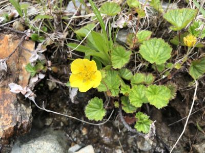 Geum calthifolium, photographed by Jason Grant