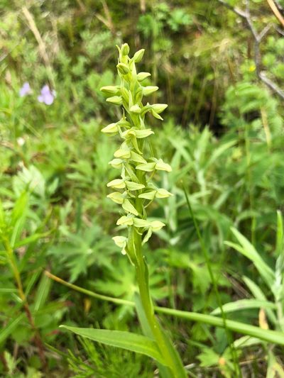 Platanthera convallariifolia, photographed by Jason Grant