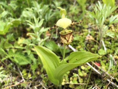 Cypripedium yatabeanum, photographed by Jason Grant