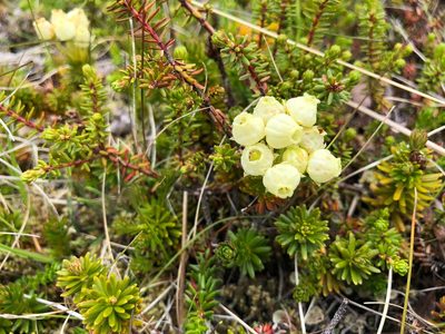 Phyllodoce aleutica, photographed by Jason Grant