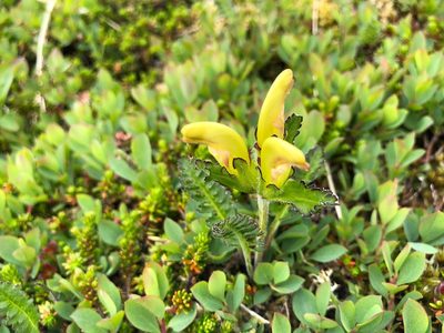 Pedicularis capitata, photographed by Jason Grant