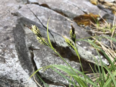 Carex macrochaeta, photographed by Jason Grant