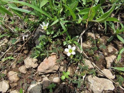 Oxalis alpina, photographed by Oscar Alejandro Morales Juárez