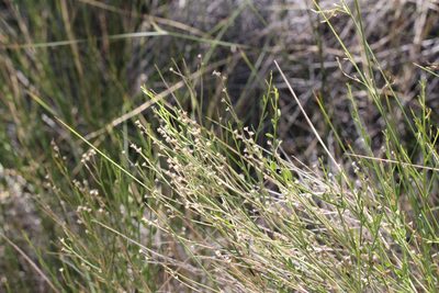 Baccharis sergiloides, photographed by Isaac Krone