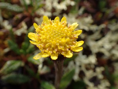 Tephroseris frigida, photographed by Allan Harris