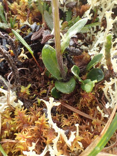 Tephroseris frigida, photographed by Allan Harris