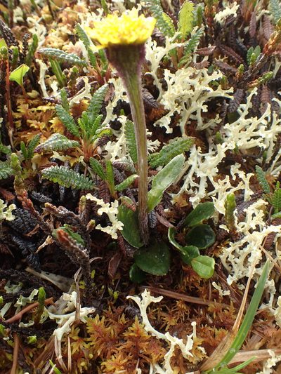 Tephroseris frigida, photographed by Allan Harris