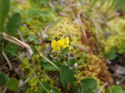 Draba ogilviensis, photographed by Allan Harris