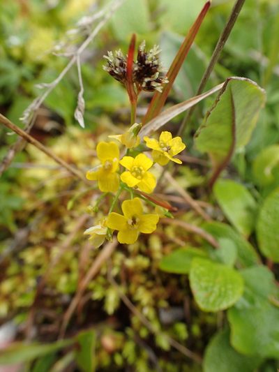 Draba ogilviensis, photographed by Allan Harris
