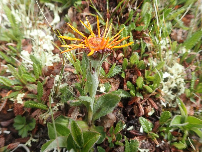 Tephroseris lindstroemii, photographed by Allan Harris