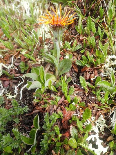 Tephroseris lindstroemii, photographed by Allan Harris