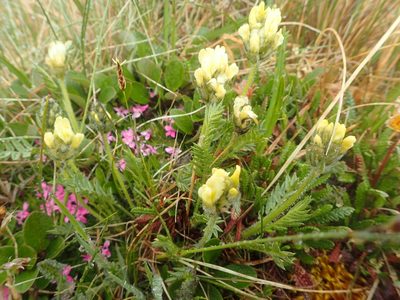 Oxytropis maydelliana, photographed by Allan Harris