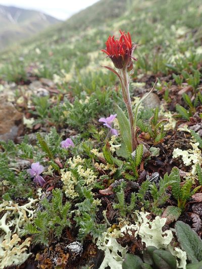 Tephroseris lindstroemii, photographed by Allan Harris