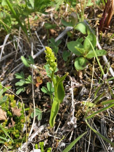 Platanthera chorisiana, photographed by Jason Grant