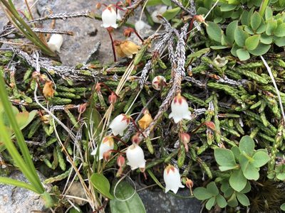 Cassiope lycopodioides, photographed by Jason Grant