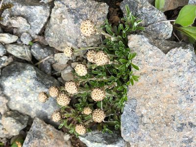 Antennaria monocephala, photographed by Jason Grant