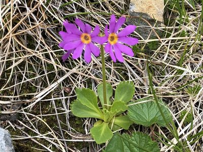 Primula cuneifolia, photographed by Jason Grant
