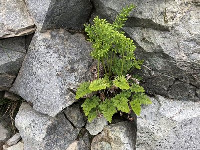 Cryptogramma sitchensis, photographed by Jason Grant