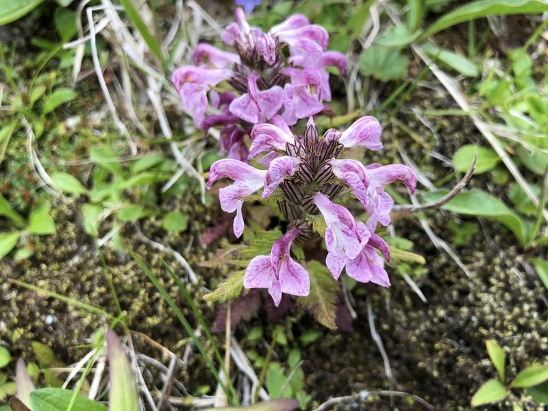 Pedicularis chamissonis, photographed by Jason Grant