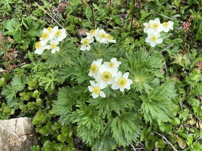 Anemonastrum villosissimum, photographed by Jason Grant