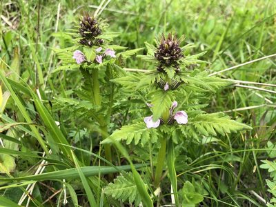 Pedicularis chamissonis, photographed by Jason Grant