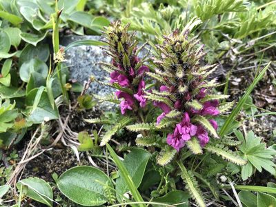 Pedicularis langsdorffii, photographed by Jason Grant