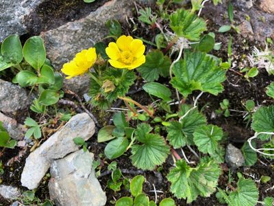 Geum calthifolium, photographed by Jason Grant