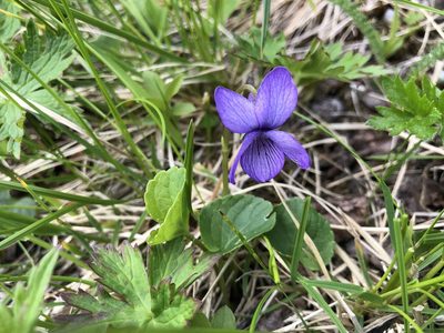 Viola langsdorffii, photographed by Jason Grant