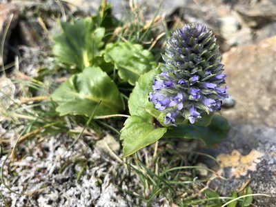 Lagotis glauca, photographed by Jason Grant