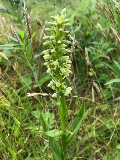Platanthera convallariifolia, photographed by Jason Grant