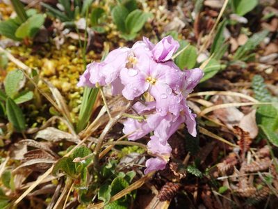 Parrya nudicaulis, photographed by Allan Harris