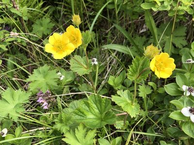 Geum calthifolium, photographed by Jason Grant
