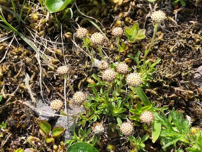 Antennaria monocephala, photographed by Jason Grant
