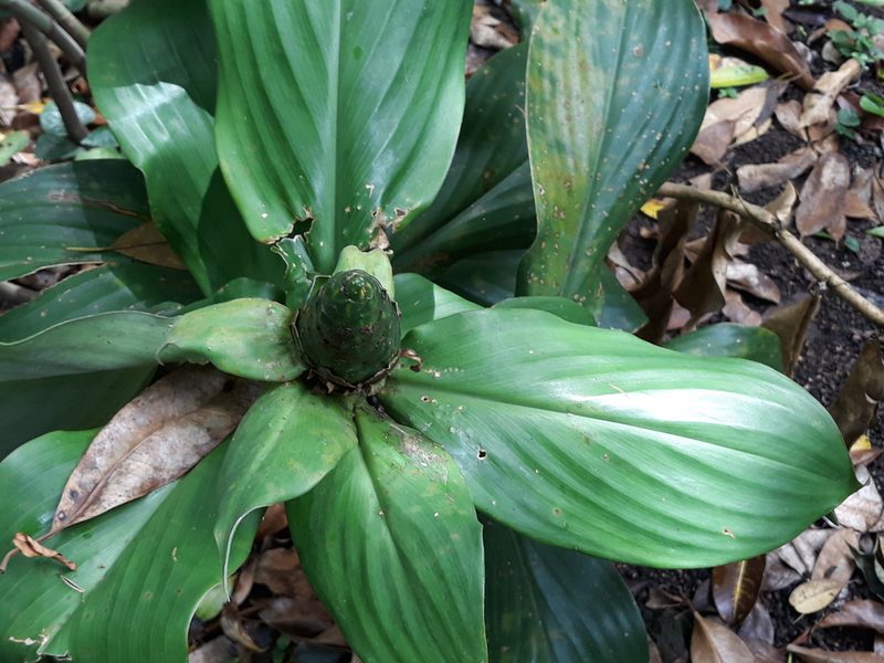 Costus dirzoi, photographed by Alexis López Hernández