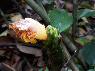 Costus dirzoi, photographed by Alexis López Hernández