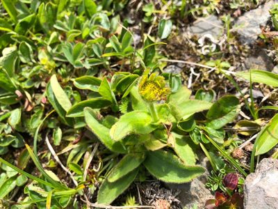 Arnica unalaschcensis, photographed by Jason Grant
