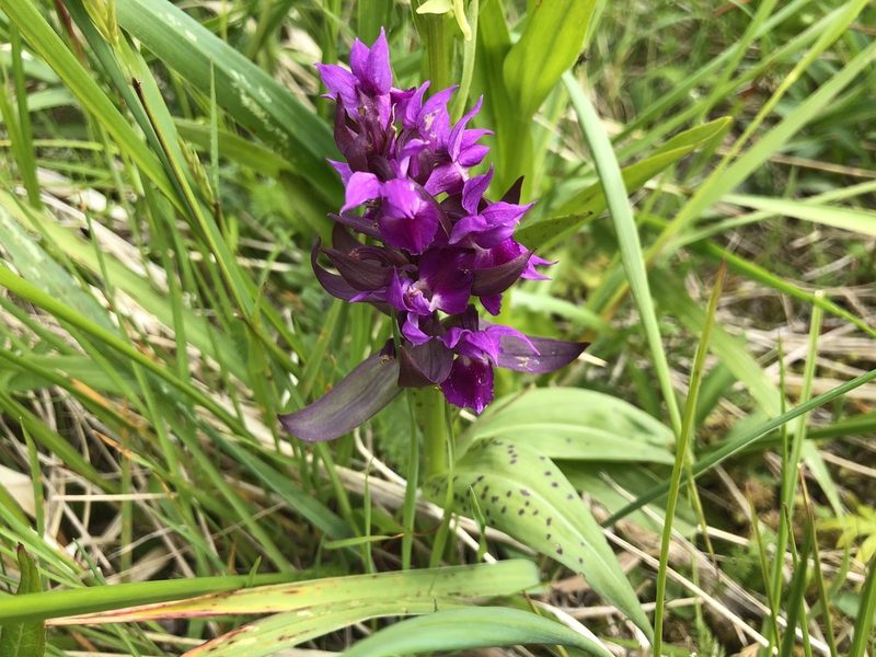 Dactylorhiza aristata, photographed by Jason Grant