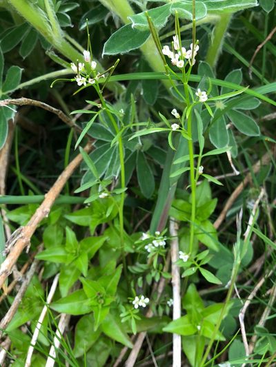 Cardamine umbellata, photographed by Jason Grant