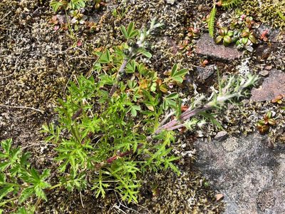 Artemisia arctica, photographed by Jason Grant