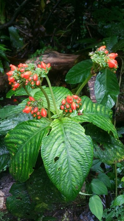 Gasteranthus corallinus, photographed by Peter Brastow
